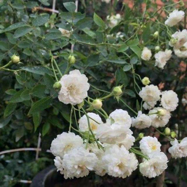 Chậu hoa hồng bạch trà (C9) - Cây trưởng thành siêu nụ sắp hoa