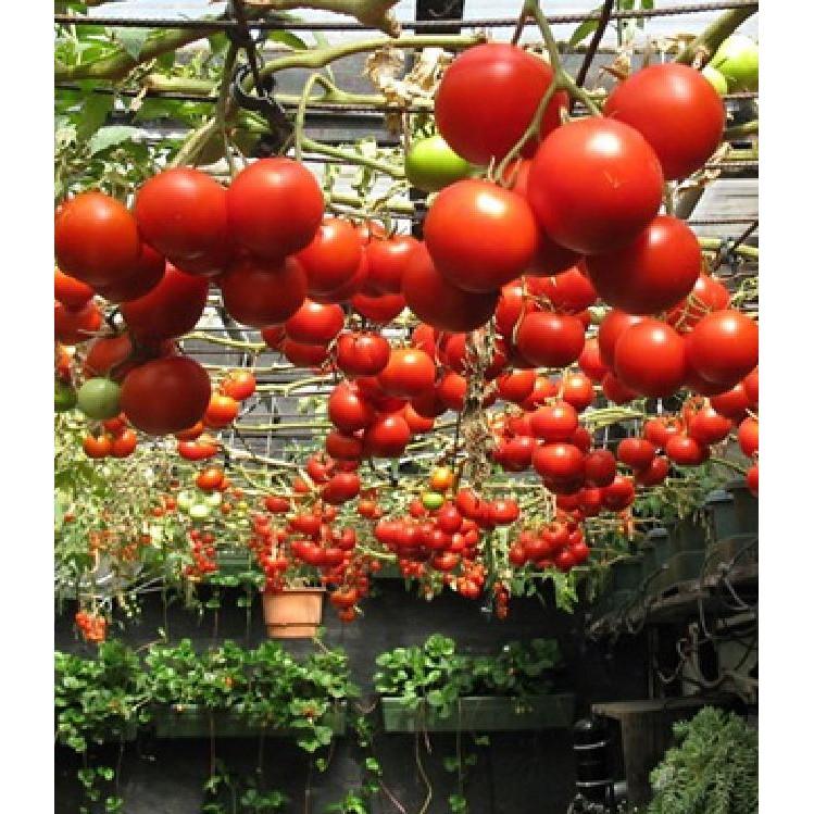 Bộ Hạt giống cà chua leo giàn ( hạt giống 10 hạt + 5 viên nén ươm hạt + 1 gói kích thích nảy mầm )