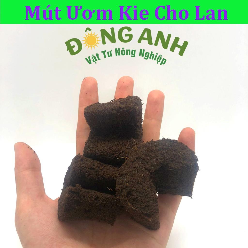 Mút ươm kie hữu cơ LOẠI TO dành cho hoa lan phi điệp peatmoss hà lan