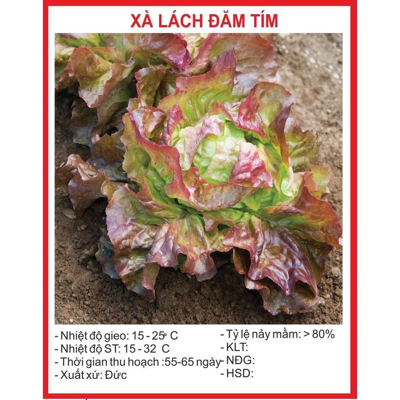 Hạt giống rau xà lách đăm tím CT350 - Gói 0.2gram