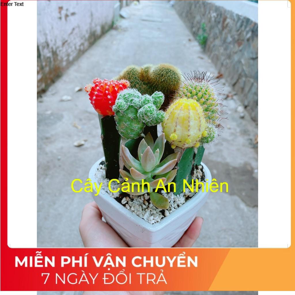 Chậu xương rồng tiểu cảnh