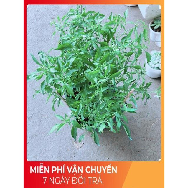 Bụi Ớt Hiểm