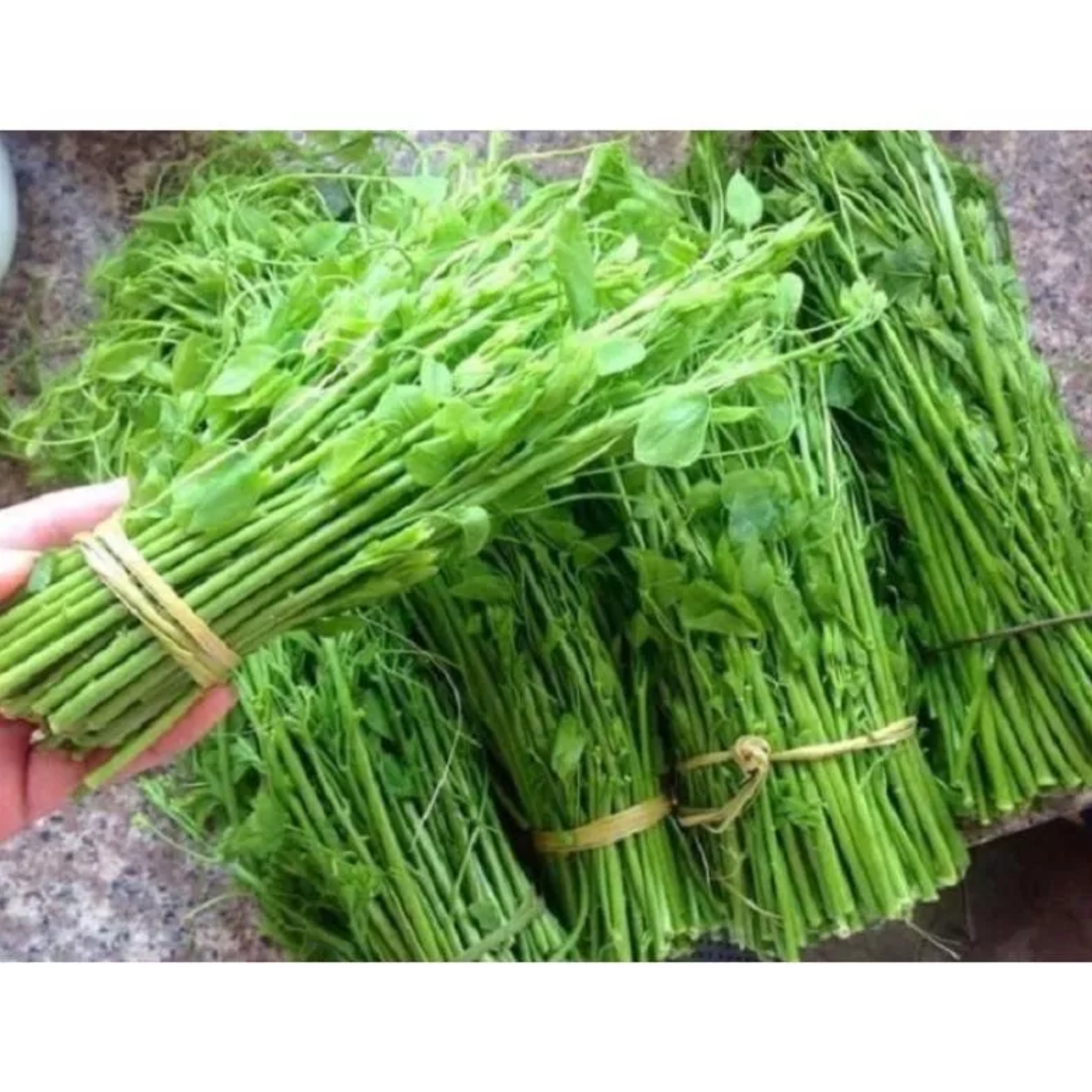 Quả Su su giống dễ trồng dễ chăm sóc ít sâu bệnh