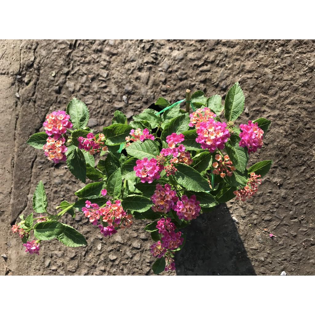 Chậu Ngũ Sắc hoa màu hồng
