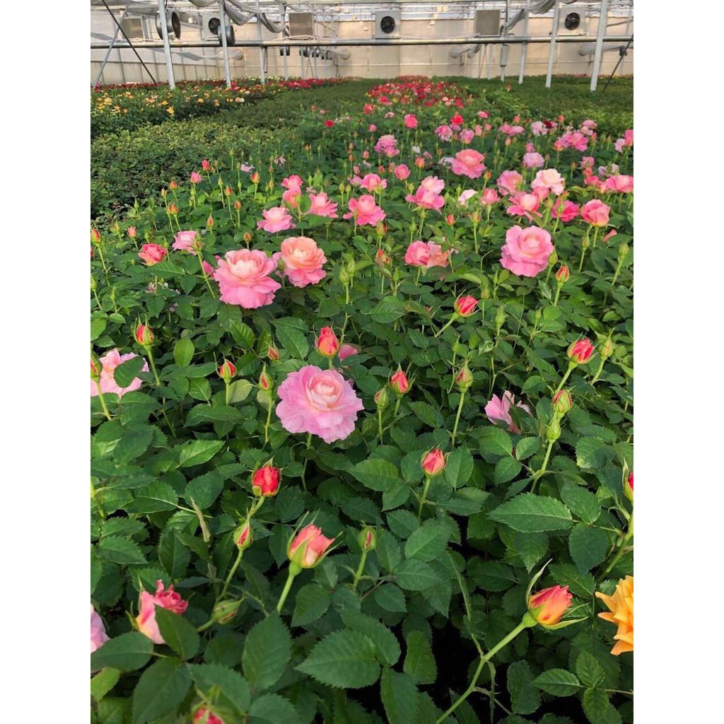 Combo 10 cây hoa hồng tỉ muội siêu bông - Giâm cành, rễ bầu, thân dài 15cm, cây khỏe