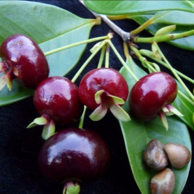Cây cherry Brazil
