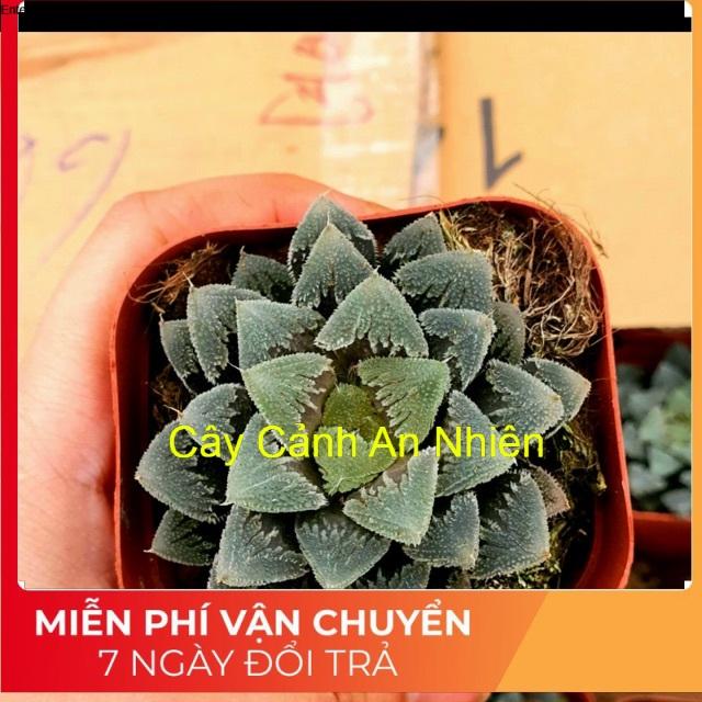 Cây Kim Cương