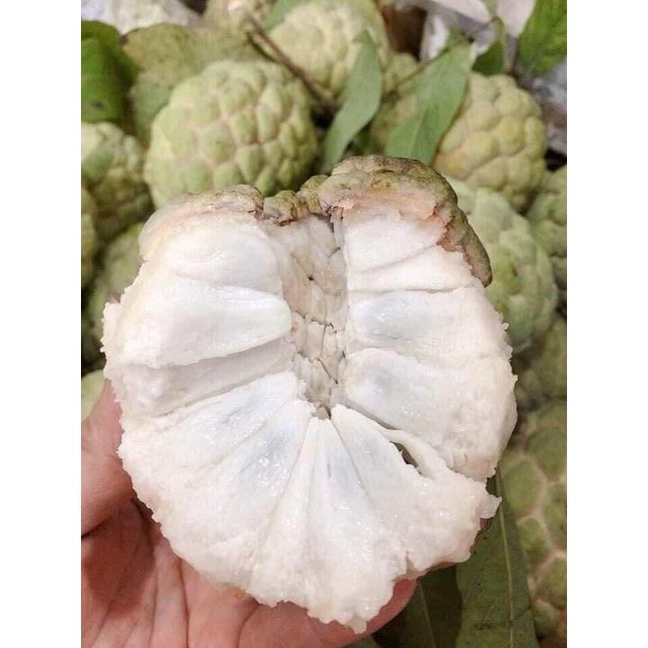CÂY GIỐNG NA DAI.