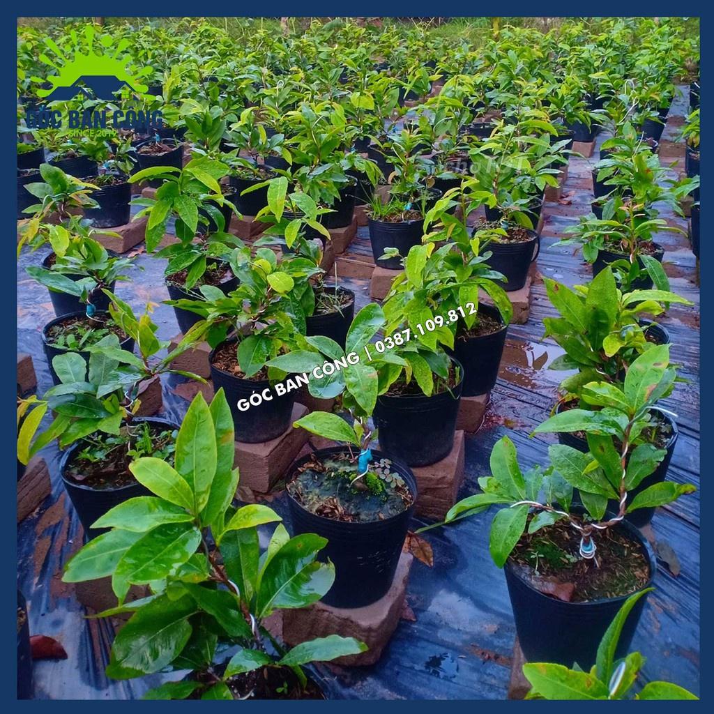 Cây Mai Vàng Bonsai Mini