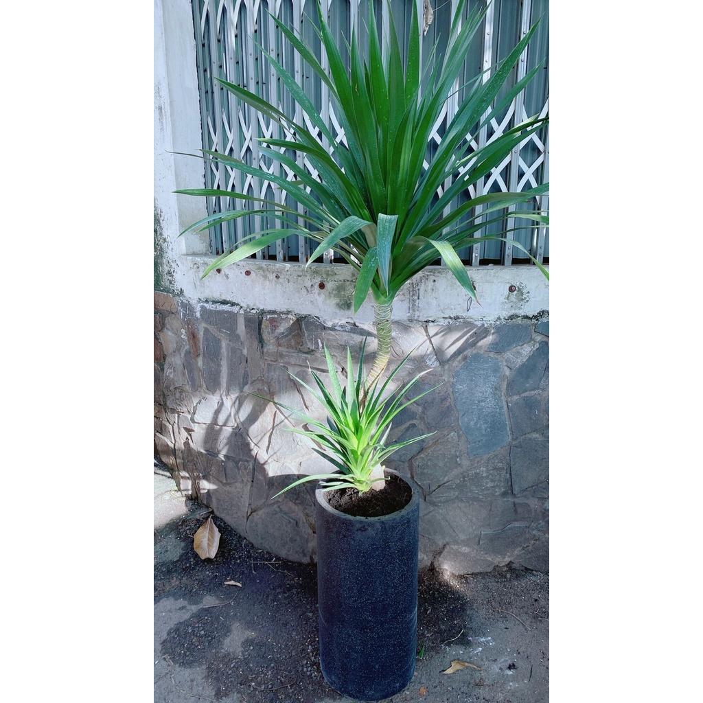 Chậu Phát Tài Núi 2 Tầng