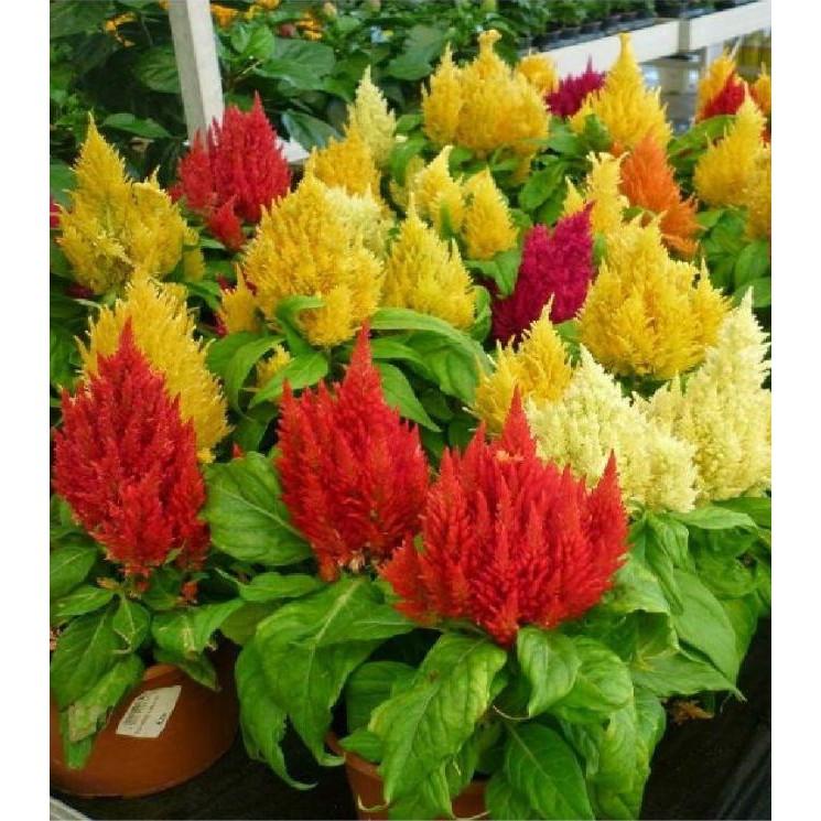 Hạt giống hoa mào gà lửa nhiều màu - 100 hạt/gói