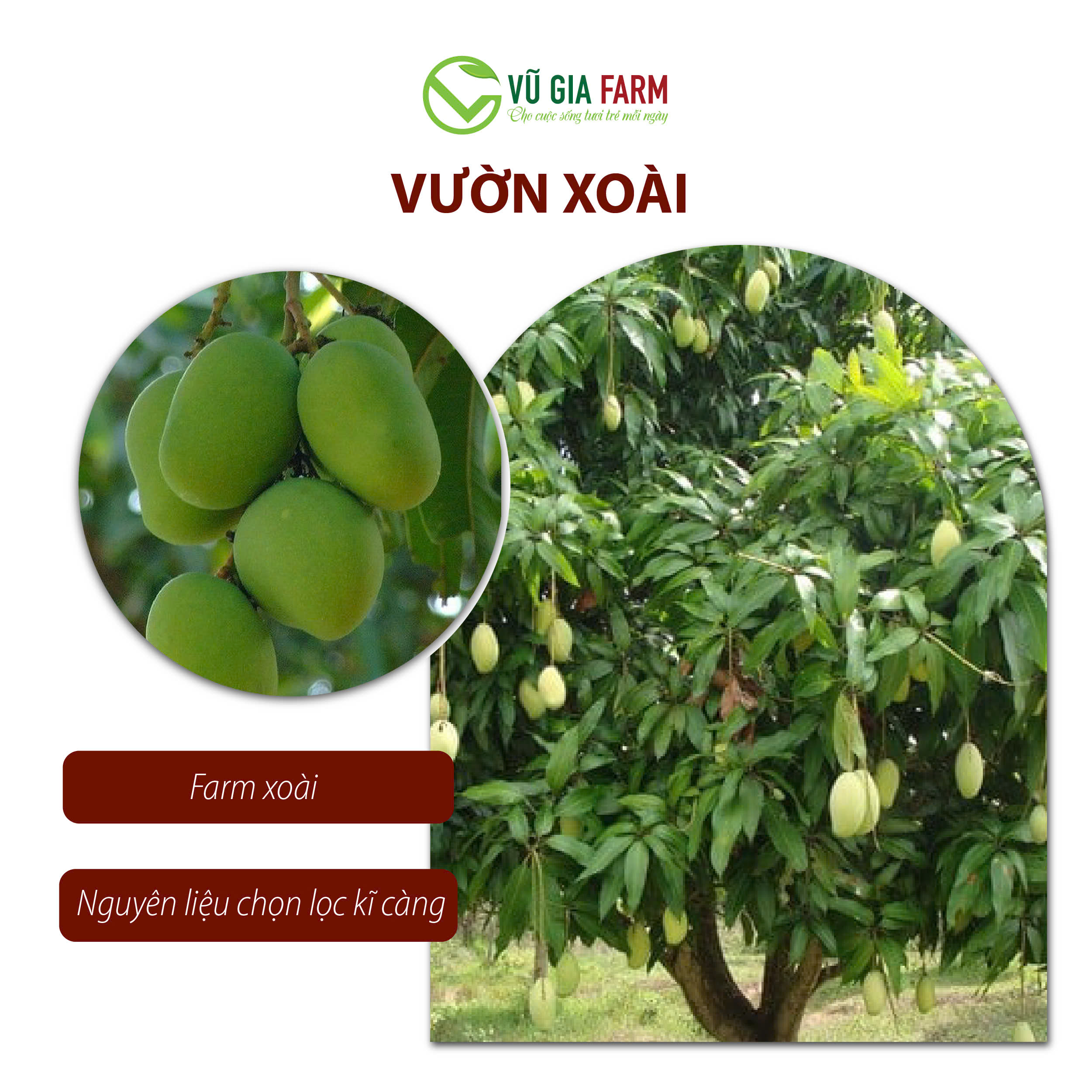 Xoài Sấy Dẻo Muối Ớt (200g/hũ) - chua ngọt thanh, cay mặn nhẹ, thơm đặc trưng