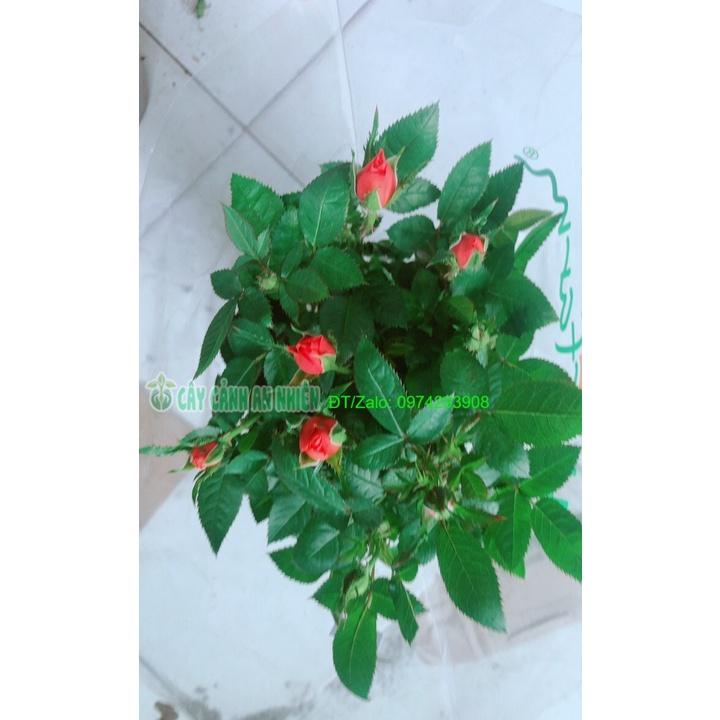 Chậu Cây Hoa Hồng