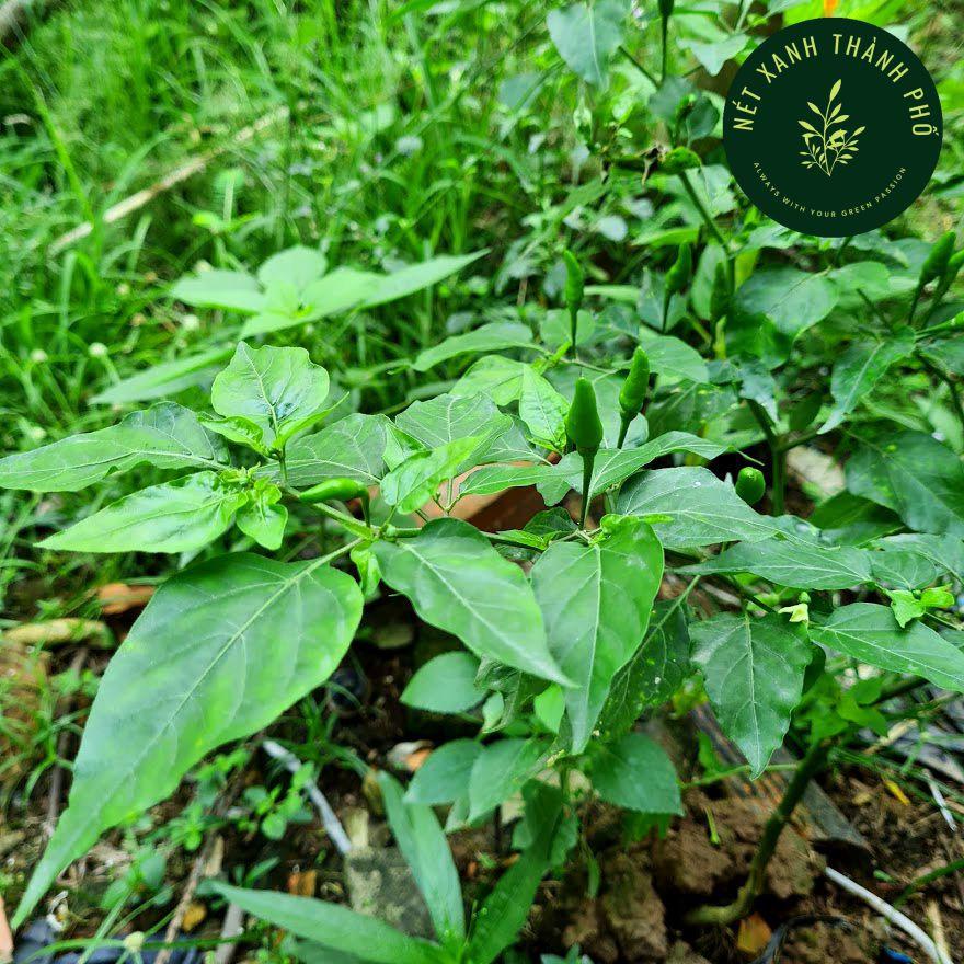 Hạt giống Ớt Xiêm 0,2g