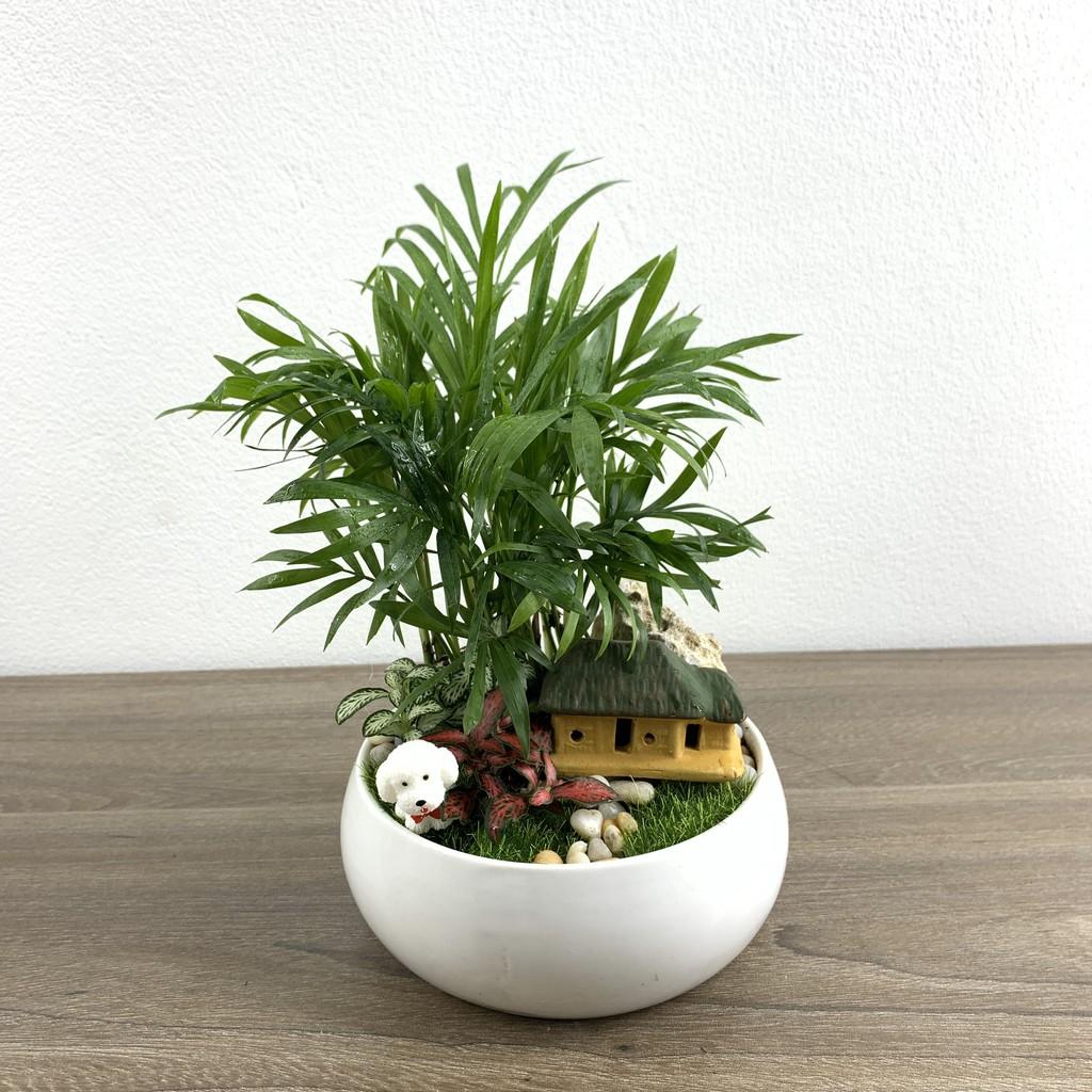 Cây cau tiểu trâm trồng chậu sứ đẹp, phối tiểu cảnh sinh động đẹp mắt, chụp ảnh cây trước khi gửi khách