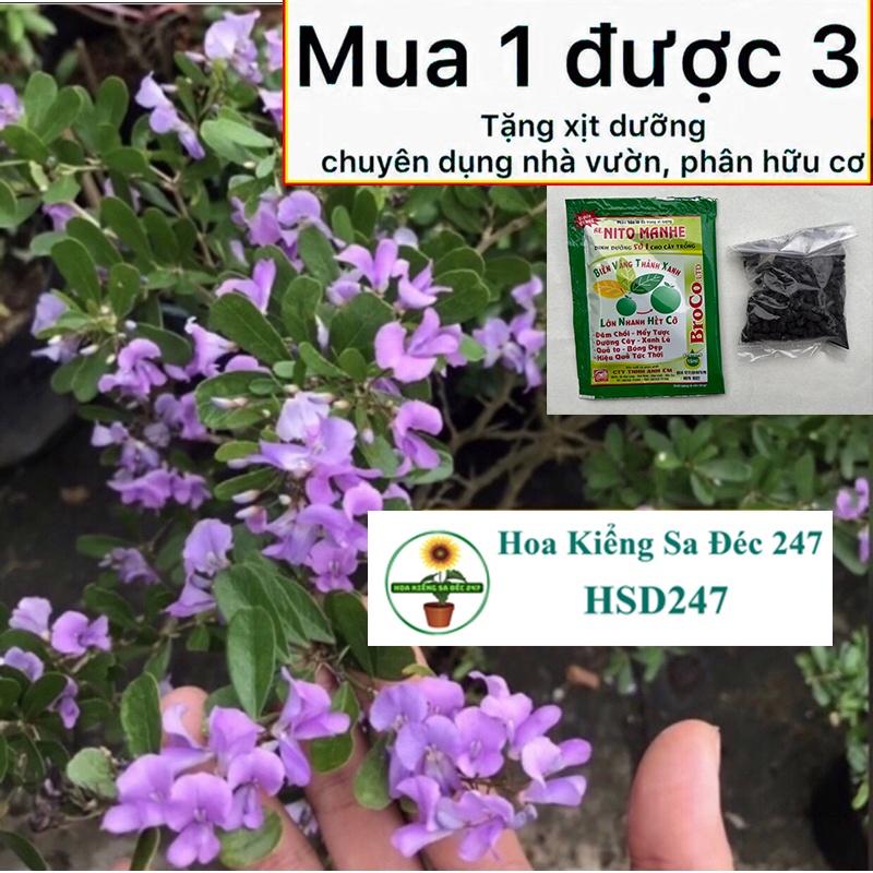 Cây sam siêu bông - Tặng phân bón - trang trí nội thất cảnh quan