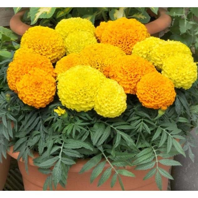 50hạt giống hoa vạn thọ mỹ nhiều màu