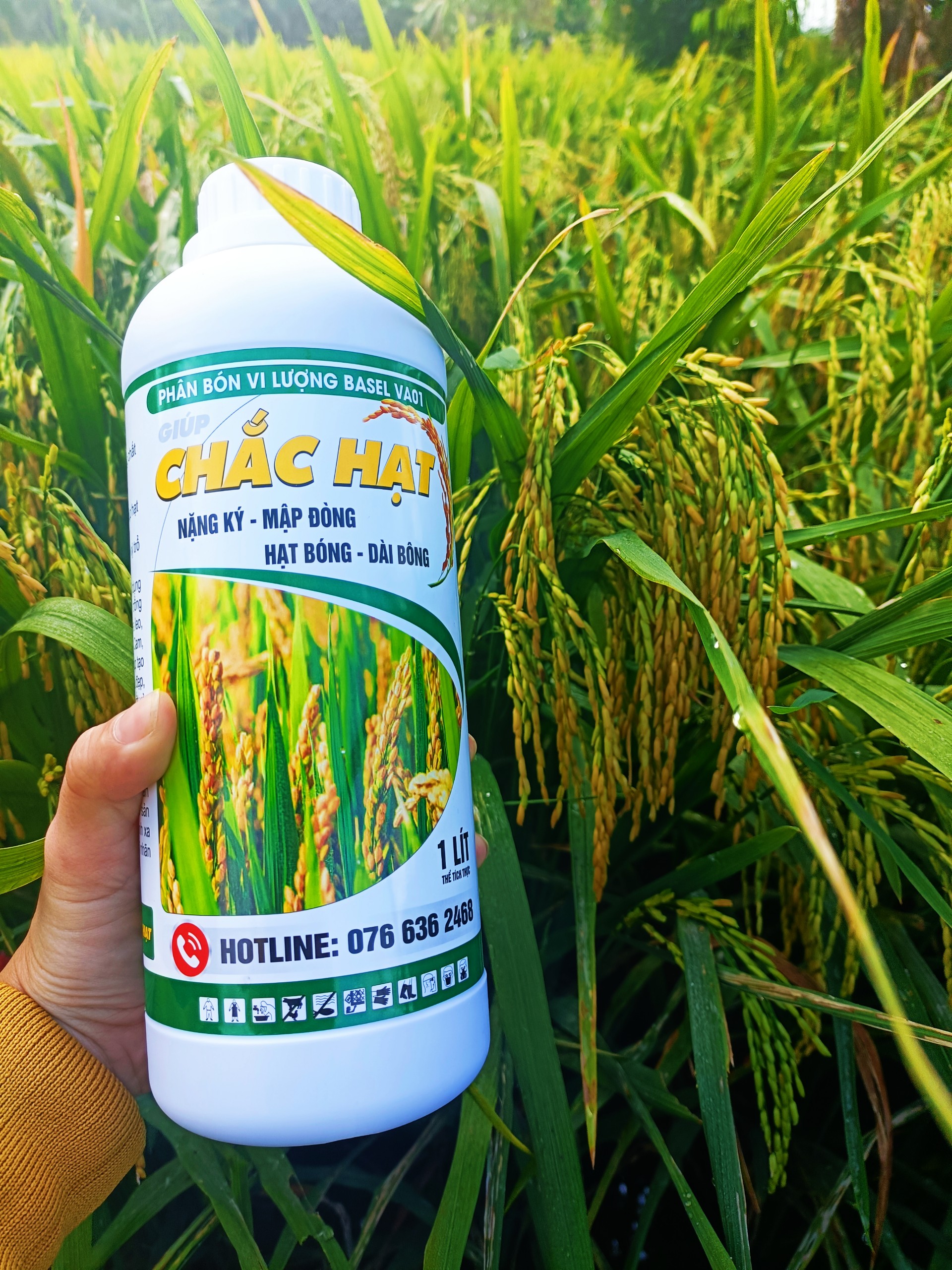 CHẮC HẠT kích thích lúa trổ đồng loạt