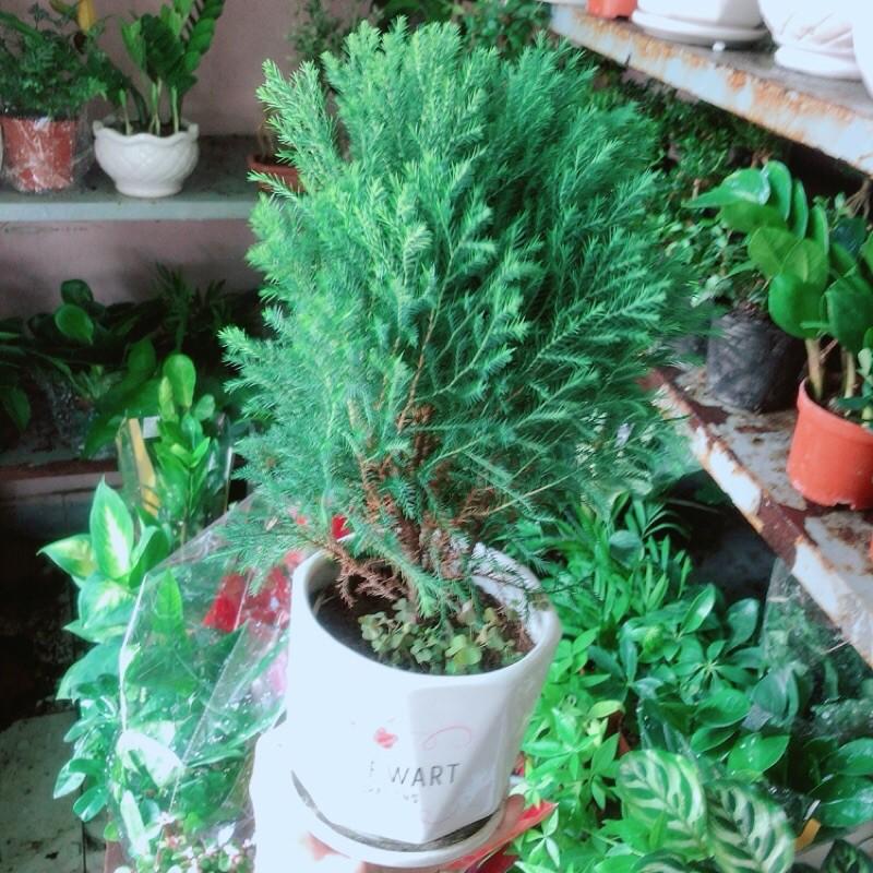 Cây Tùng Bồng Lai Kèm Chậu Sứ