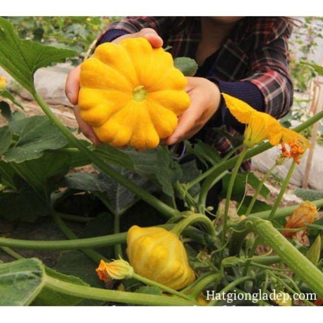 Hạt Giống Bí Đĩa Bay - 10 Hạt