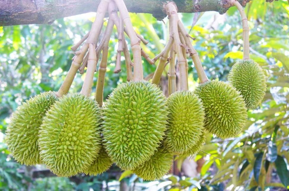 Combo 4 CÂY GIỐNG SẦU RIÊNG R6, CAM KẾT CHẤT LƯỢNG .