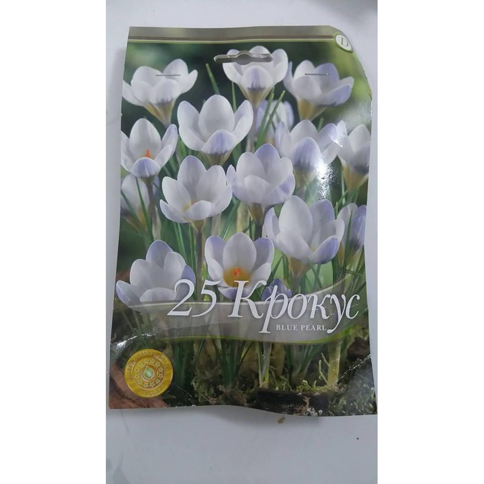 Bộ 3 Củ giống hoa nghệ tây hoa màu trắng