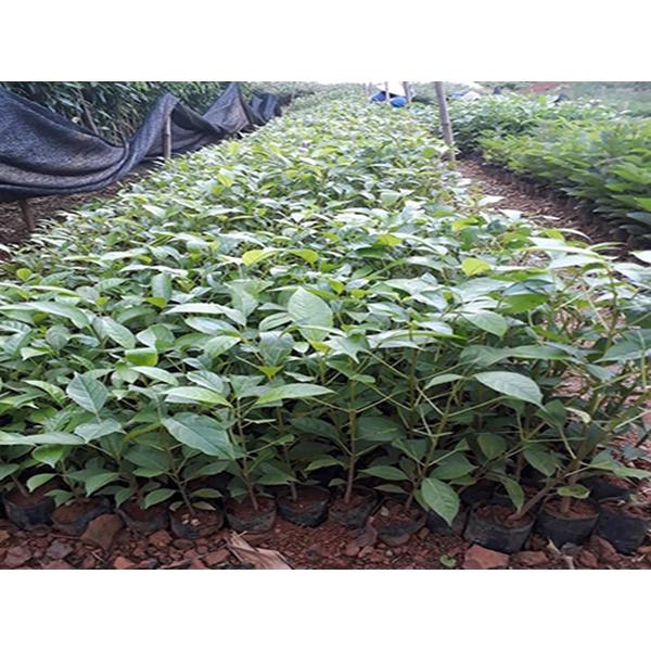 Cây Kèn Hồng - cây cảnh sân vườn + tặng phân bón cho cây mau lớn