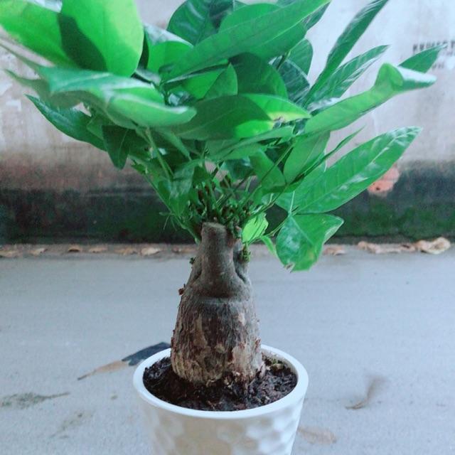 Chậu Kim Ngân Chân Voi
