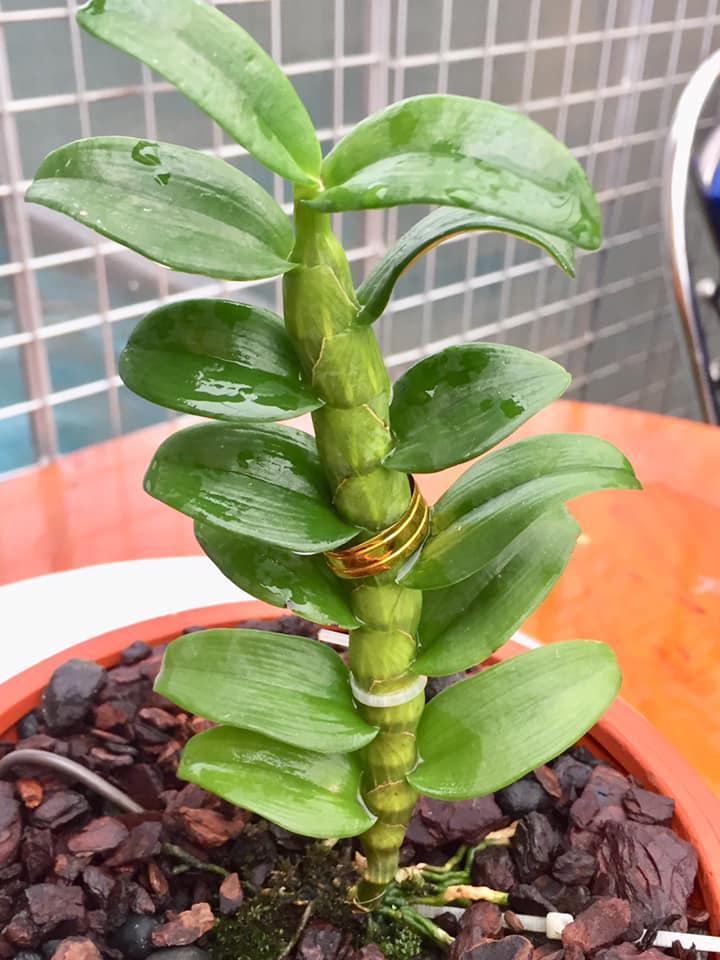 LAN ĐỘT BIẾN - Phi điệp ĐỘT BIẾN 5 cánh trắng VIỆT BẮC
