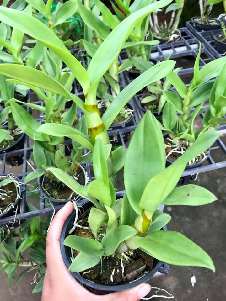 Cây hoa lan Denro Giáng xưa