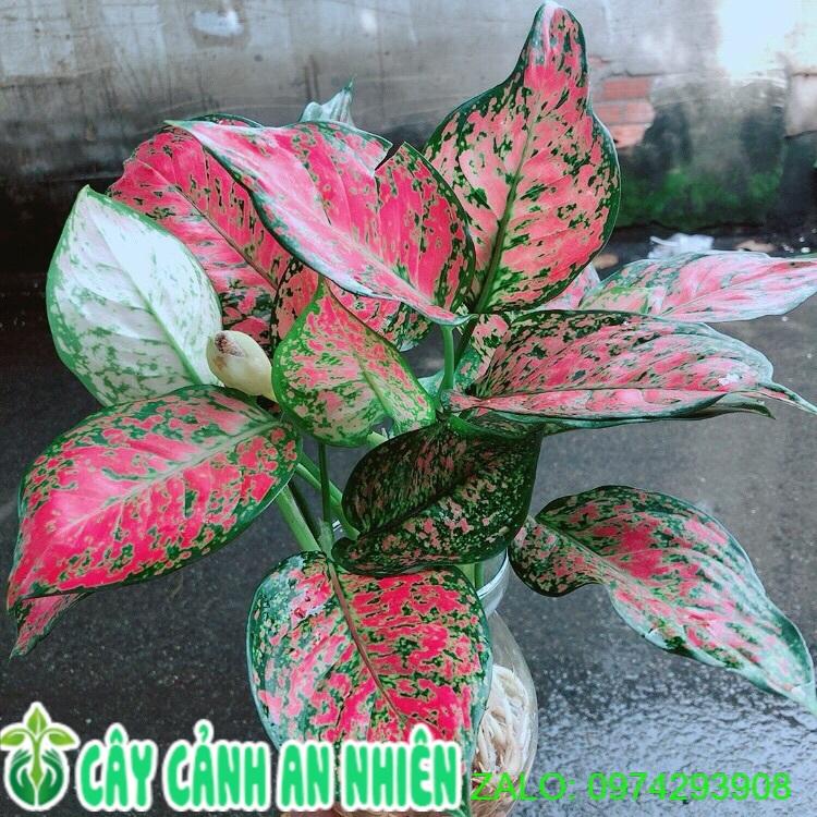 Chậu Cây Trồng Thuỷ Sinh 120k/Chậu
