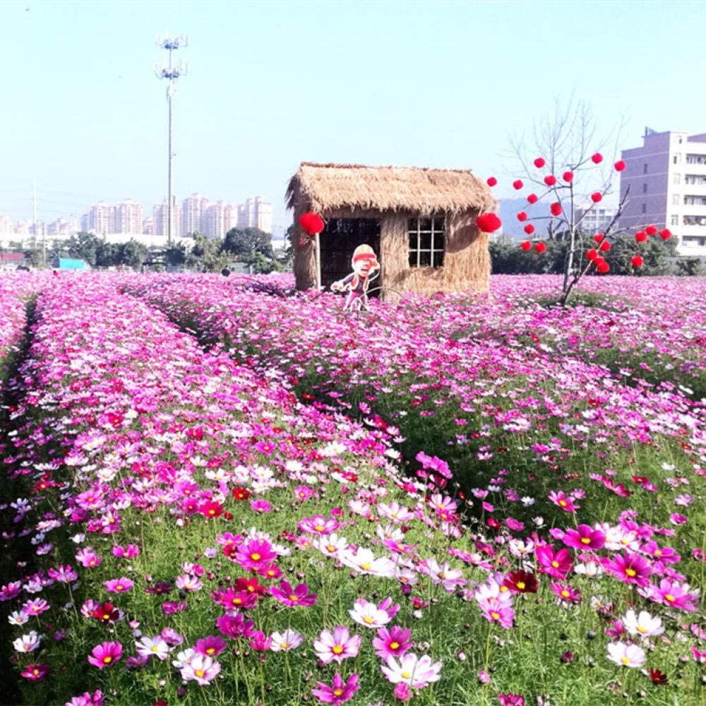 Hạt giống hoa cánh bướm Nhiều màu - 1 gói 200 hạt