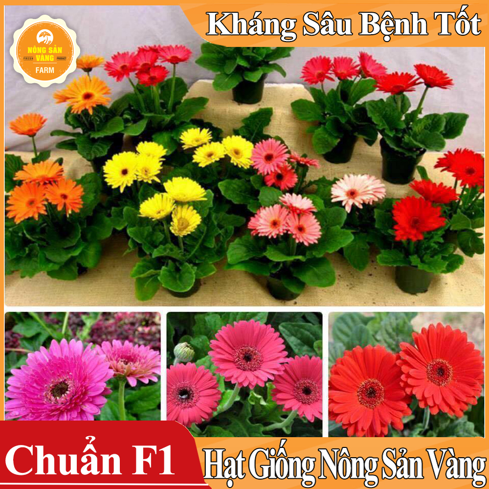 Hạt giống Hoa Đồng Tiền Nhiều Màu - Nông Sản Vàng