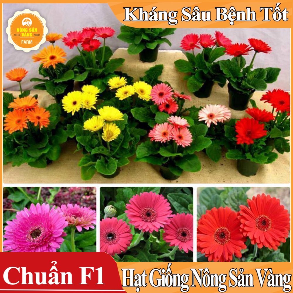 Hạt giống Hoa Đồng Tiền Nhiều Màu ( Gói 10 Hạt ) - Nông Sản Vàng