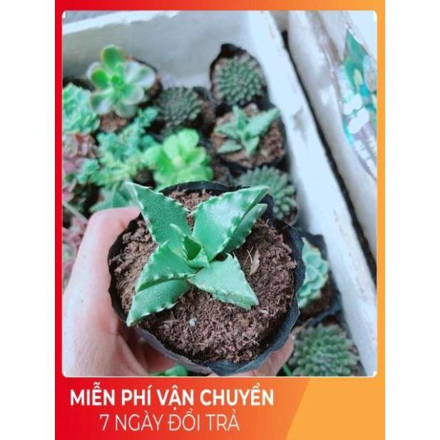 Combo 10 cây sen đá