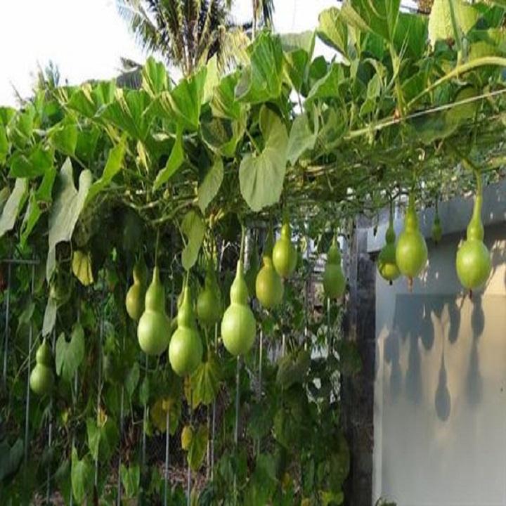 Hạt giống Bầu Hồ Lô Dễ Trồng ( Gói 10 hạt ) - Hạt giống rau củ quả