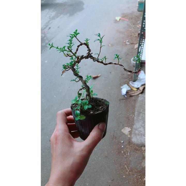 Sam Hương Bonsai Dáng Uốn