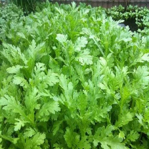 20Gr Hạt Giống Rau Tần Ô/ Cải Cúc Tẻ