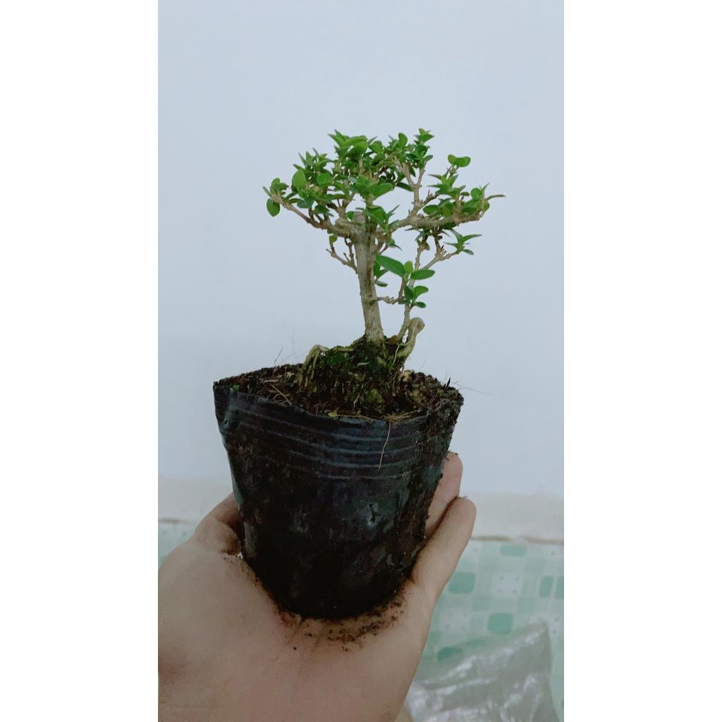 Cây Sam Hương Bonsai Mini