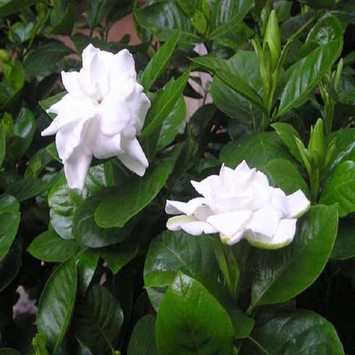 CÂY BẠCH THIÊN HƯƠNG SIZE LỚN