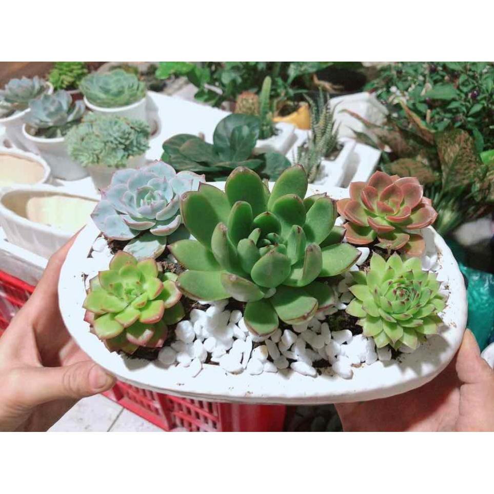 Chậu sen đá mix sẵn Bán Chạy