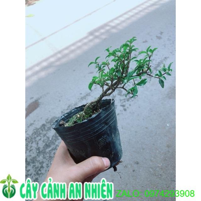 Cây Hồng Ngọc Mai