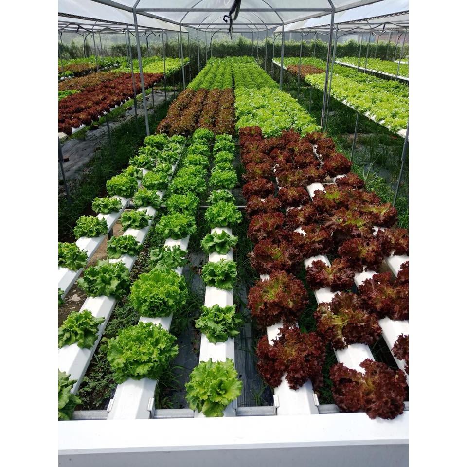 PN - Hạt Giống Xà Lách Tím Xà Lách Lollo Rossa PN-9 - Trồng Rau Xanh Rau Sạch Bằng Đất Sạch, Mùn Dừa Và Phân Bón Hữu Cơ