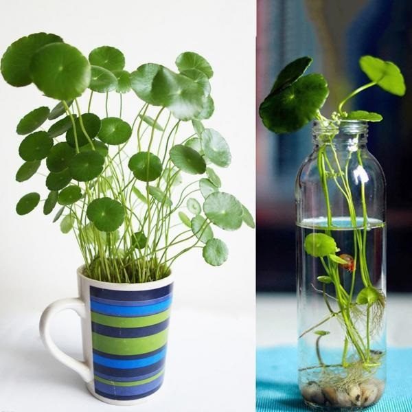 Cây rau má nhật - Cây thủy sinh - Cây bán cạn - Cây cảnh trang trí bể thủy sinh