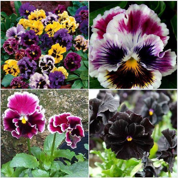 Hạt giống hoa pansy hoa cánh kép nhiều màu 50hạt/gói
