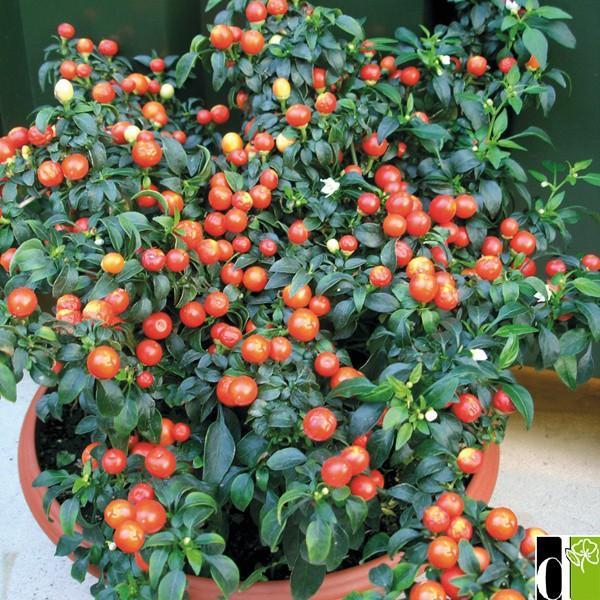 Hạt giống ớt kiểng quả tròn CT314 - Gói 30 hạt