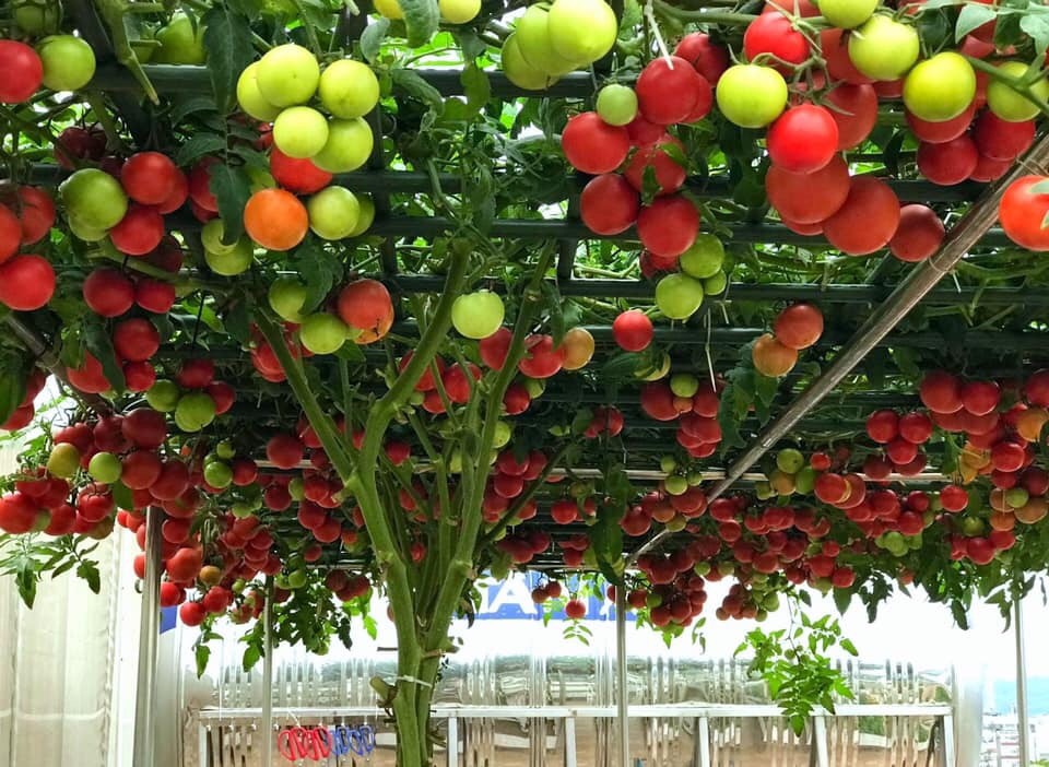 Hạt giống Cà Chua Bạch Tuột Tăng Trưởng Tốt Và Cho Quả Liên Tục Cho Đến Hết Quá Trình Sinh Trưởng - Nông Sản Vàng