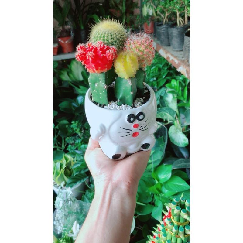 Chậu Xương Rồng