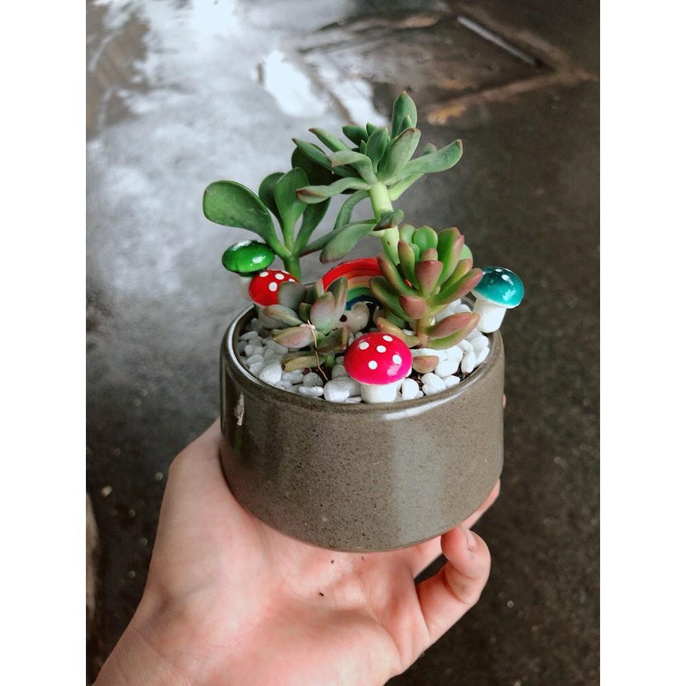 Chậu tiểu cảnh sen đá 4