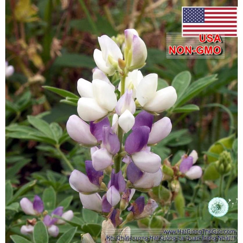 200.HẠT Hạt Giống Hoa Đậu Lupin Chịu Nhiệt Lùn Mix